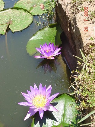 sung tim 2.jpg - Hoa Súng